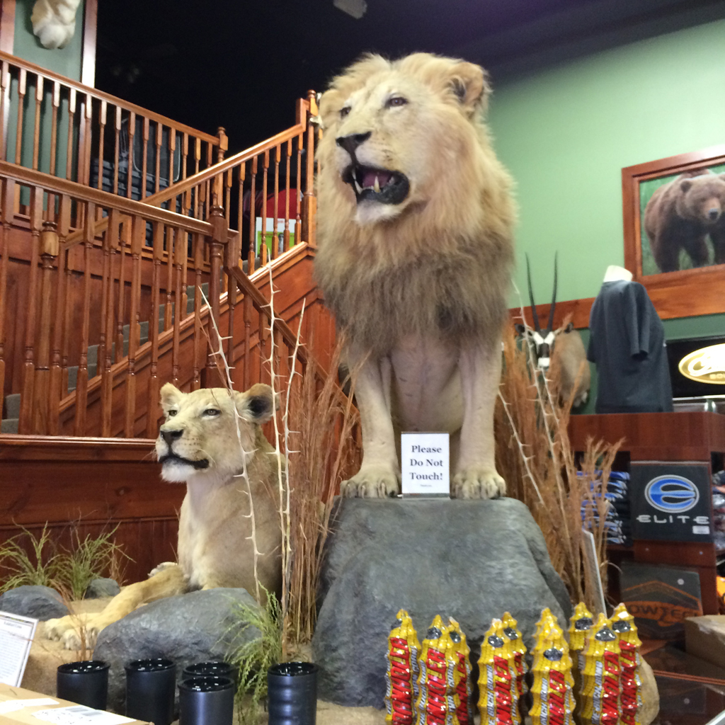 taxidermy-lions